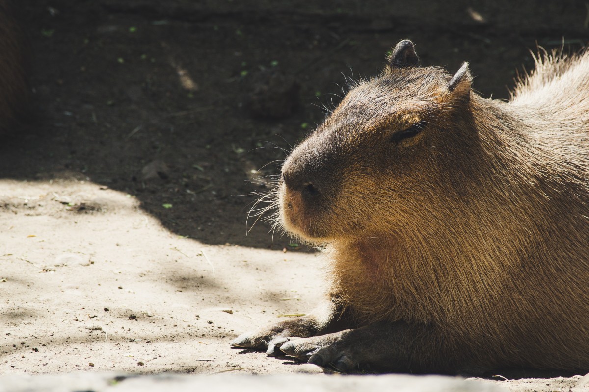 capibara