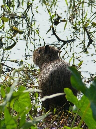 capibara