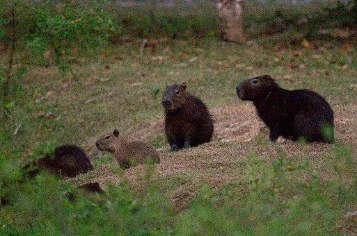 capibara