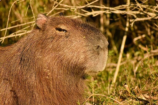 capibara