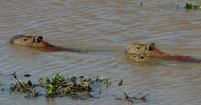 capibara