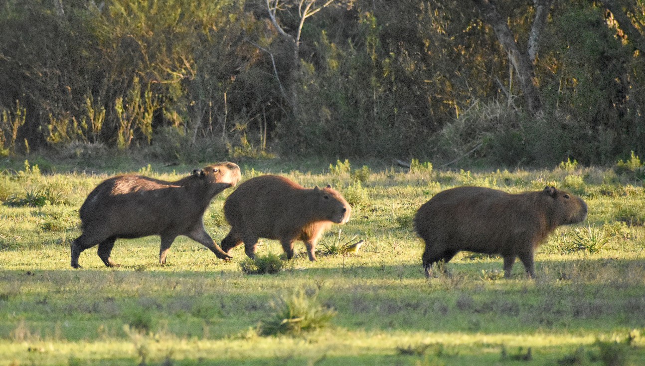 capibara