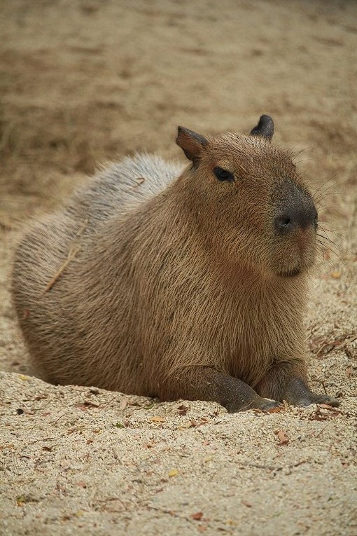 capibara